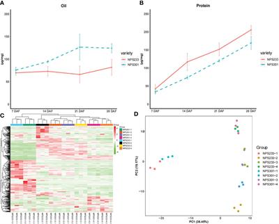 Using transcriptomic and metabolomic data to investigate the molecular mechanisms that determine protein and oil contents during seed development in soybean